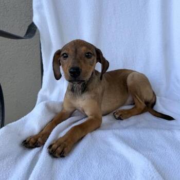 Gnomette -  Terrier and Dachshund Dog for Adoption in Carencro, Louisiana - Gnomette | PetCurious