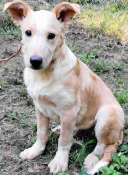 Rescue Mixed Breed Dogs for Adoption in Chelmsford, Massachusetts - Rope | PetCurious