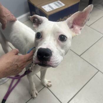 Bass -  Mixed Breed Dog for Adoption in Patchogue, New York - Bass | PetCurious
