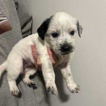 Australian Cattle Dog Blue Heeler and Terrier Dogs Available for Adoption in Austin, Texas - Hyacinth | PetCurious