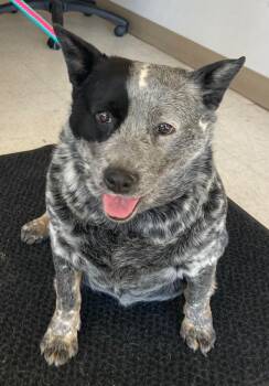 Baby Flo -  Affenpinscher Dog for Adoption in Green River, Wyoming - Baby Flo | PetCurious