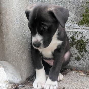 Siberian Husky Dogs Available for Adoption - Pegasus | PetCurious