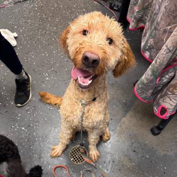 Beast Boy -  Mixed Breed Dog for Adoption in Columbiana, Alabama - Beast Boy | PetCurious