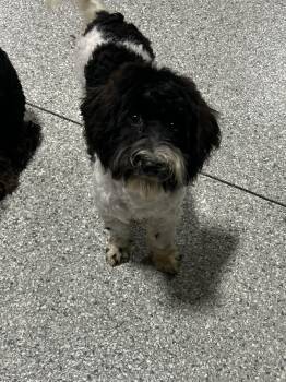 Oreo -  Havanese Dog for Adoption in Antwerp, Ohio - Oreo | PetCurious