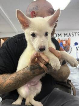 Rescue Shepherd and Samoyed Dogs for Adoption in Ventura, California - Tofu | PetCurious