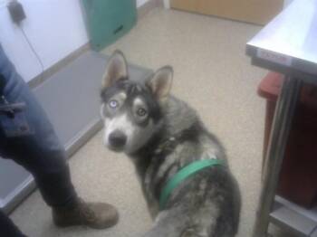 Husky and Mixed Breed Dogs Available for Adoption in Albuquerque, New Mexico - WILEY | PetCurious