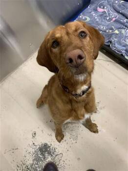 Irish Setter and Mixed Breed Dogs Available for Adoption in Fairbanks, Alaska - SADEE | PetCurious