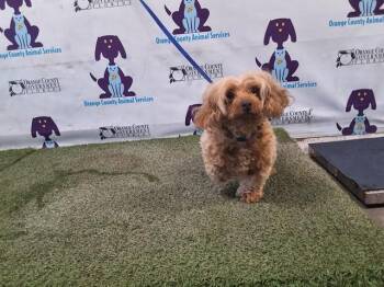Poodle Dogs Available for Adoption in Orlando, Florida - LOLA | PetCurious