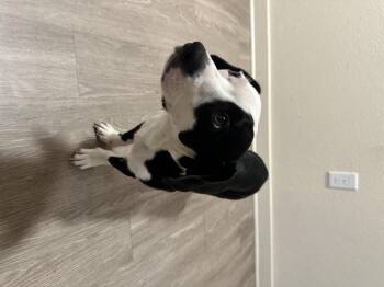 Rescue Boston Terrier Dogs for Adoption in Tallahassee, Florida - Domino | PetCurious