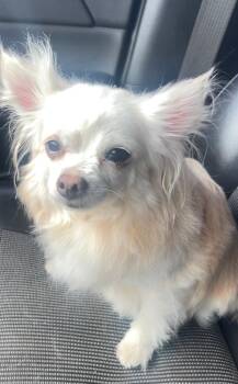 Chihuahua Dogs Available for Adoption - Princess | PetCurious