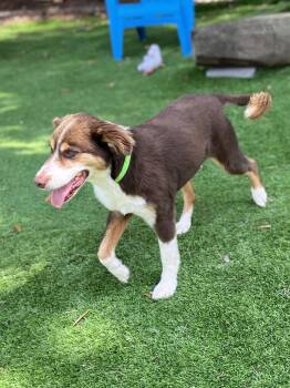 Bailey -  Australian Shepherd Dog for Adoption in Pawleys Island, South Carolina - Bailey | PetCurious