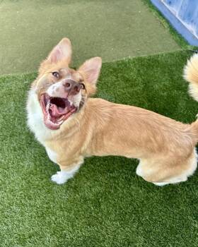 Border Collie and Pit Bull Terrier Dogs Available for Adoption in Novato, California - Butterscotch | PetCurious