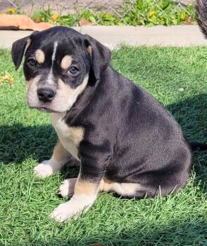 Terrier Dogs Available for Adoption in WDM, Iowa - Rosemary | PetCurious