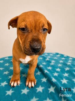 Lyra -  Mixed Breed Dog for Adoption in St. Augustine, Florida - Lyra | PetCurious