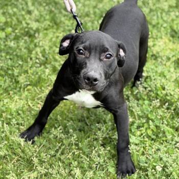 Kat -  Labrador Retriever Dog Available for Adoption in South Elgin, Illinois - Kat | PetCurious