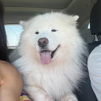 Kevin -  Samoyed Dog for Adoption in Los Angeles, California - Kevin | PetCurious