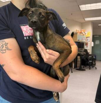 Heelys -  Terrier Dog for Adoption in Oakland, California - Heelys | PetCurious