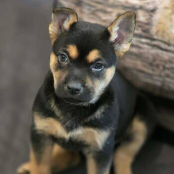 Mixed Breed Dogs Available for Adoption in Fredericksburg, Virginia - Superman | PetCurious