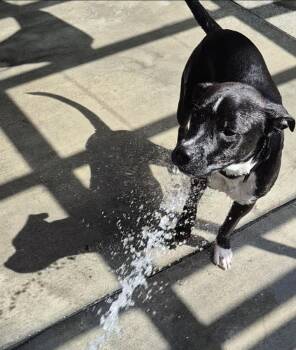 Rescue Black Labrador Retriever and American Staffordshire Terrier Dogs for Adoption in Manhattan Beach, California - Luca Loves Water | PetCurious