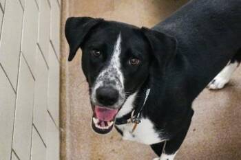 Praline -  Border Collie and Mixed Breed Dog for Adoption in Golden Valley, Minnesota - Praline | PetCurious