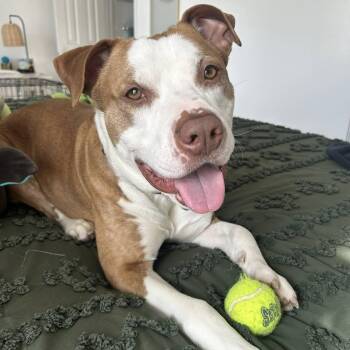 Pit Bull Terrier Dogs Available for Adoption in Harrisonburg, Virginia - Flame | PetCurious