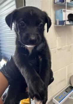 SASHA -  Pit Bull Terrier and Mixed Breed Dog for Adoption in San Bernardino, California - SASHA | PetCurious