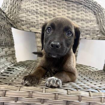 Cindy -  Mixed Breed Dog for Adoption in Ponca City, Oklahoma - Cindy | PetCurious