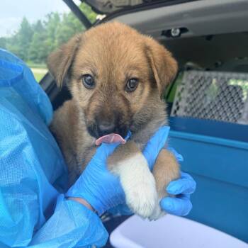 Abby -  Mixed Breed Dog for Adoption in Corinth, Mississippi - Abby | PetCurious