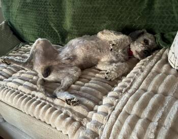 Petey -  Poodle Dog for Adoption in Bonita, California - Petey | PetCurious