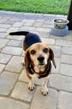 Sadie -  Beagle Dog for Adoption in Arlington, Virginia - Sadie | PetCurious