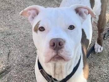 Rescue Mixed Breed Dogs for Adoption in Georgetown, Texas - Baxter | PetCurious