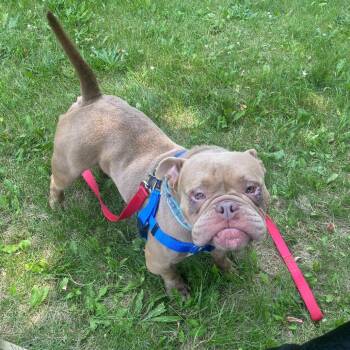 Poppy -  Mixed Breed Dog for Adoption in Oshkosh, Wisconsin - Poppy | PetCurious