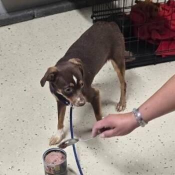 Lizzie -  Mixed Breed Dog for Adoption in Springboro, Ohio - Lizzie | PetCurious