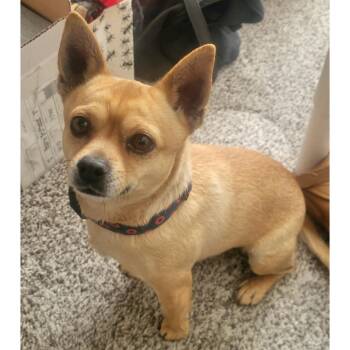 Chihuahua Dogs Available for Adoption - Kyle | PetCurious
