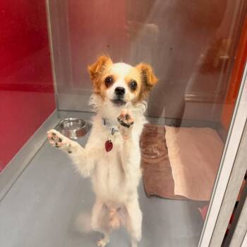TATER TOT -  Papillon and Chihuahua Dog for Adoption in Richmond, California - TATER TOT | PetCurious