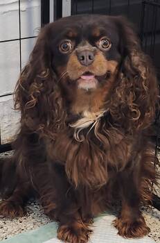 Elle -  Cavalier King Charles Spaniel Dog for Adoption in Smithfield, Pennsylvania - Elle | PetCurious