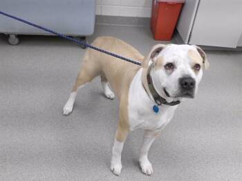 JAVIER -  Mastiff and Mixed Breed Dog for Adoption in Omaha, Nebraska - JAVIER | PetCurious