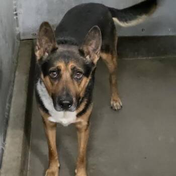 BUDDY -  German Shepherd Dog Dog for Adoption in Carlin, Nevada - BUDDY | PetCurious