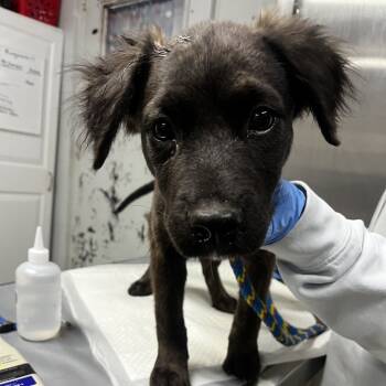 Rescue Retriever and Mixed Breed Dogs for Adoption in Summerville, South Carolina - Puppy Longstockings | PetCurious