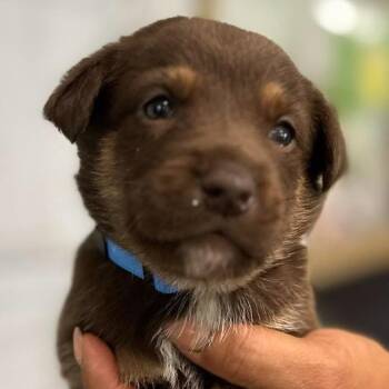 Palermo -  German Shepherd Dog Dog for Adoption in Tampa, Florida - Palermo | PetCurious