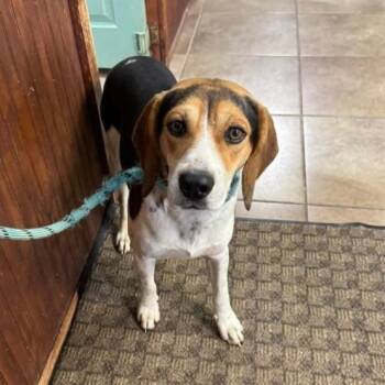 Beagle Dogs Available for Adoption in Plainfield, Illinois - Trigg | PetCurious