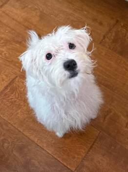 Rumi -  Poodle and Maltese Dog for Adoption in Orange, California - Rumi | PetCurious