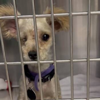 Cobie -  Yorkshire Terrier Dog for Adoption in Lenexa, Kansas - Cobie | PetCurious