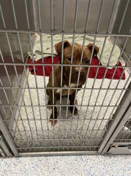 Rescue Pit Bull Terrier Dogs for Adoption in Brunswick, Georgia - BARKLEY | PetCurious