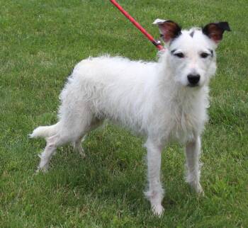 Max (12002) -  Wirehaired Terrier Dog for Adoption in Heath, Ohio - Max (12002) | PetCurious