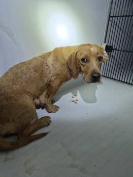 Nd-08 -  Dachshund Dog for Adoption in Lawrenceville, Georgia - Nd-08 | PetCurious