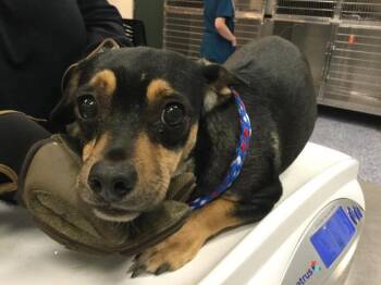 A1933254 -  Terrier and Mixed Breed Dog for Adoption in Thousand Palms, California - A1933254 | PetCurious