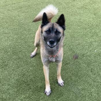 Akita Dogs Available for Adoption in Greensboro, North Carolina - Poppy | PetCurious