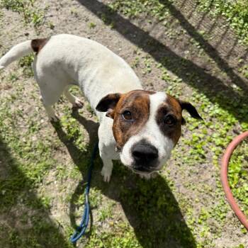 Mixed Breed Dogs Available for Adoption - Butterscotch | PetCurious