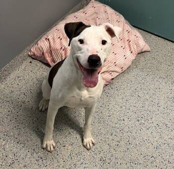Rescue Mixed Breed Dogs for Adoption in Columbus, Indiana - Sarah | PetCurious